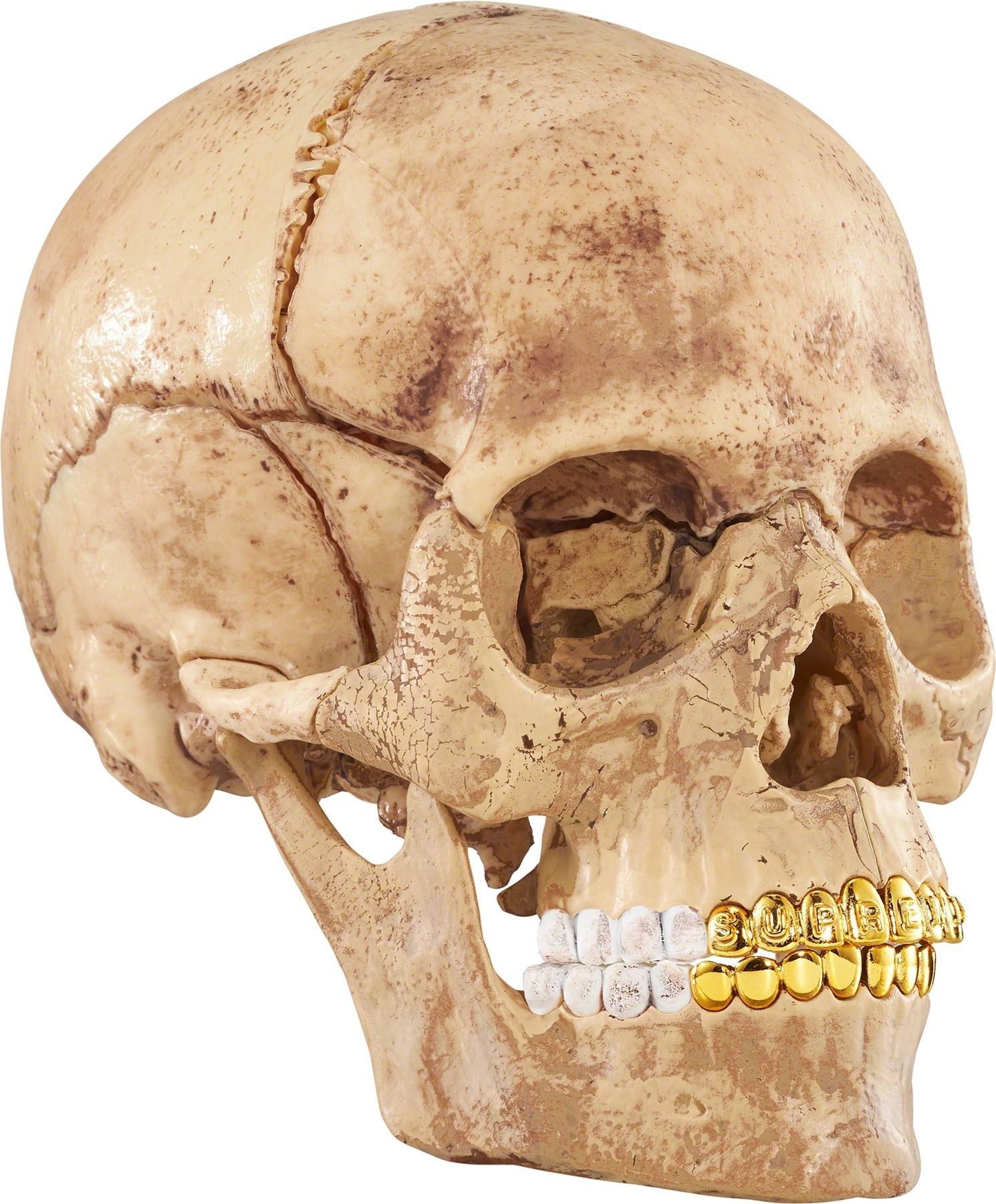 4D Model Human Skull view 8